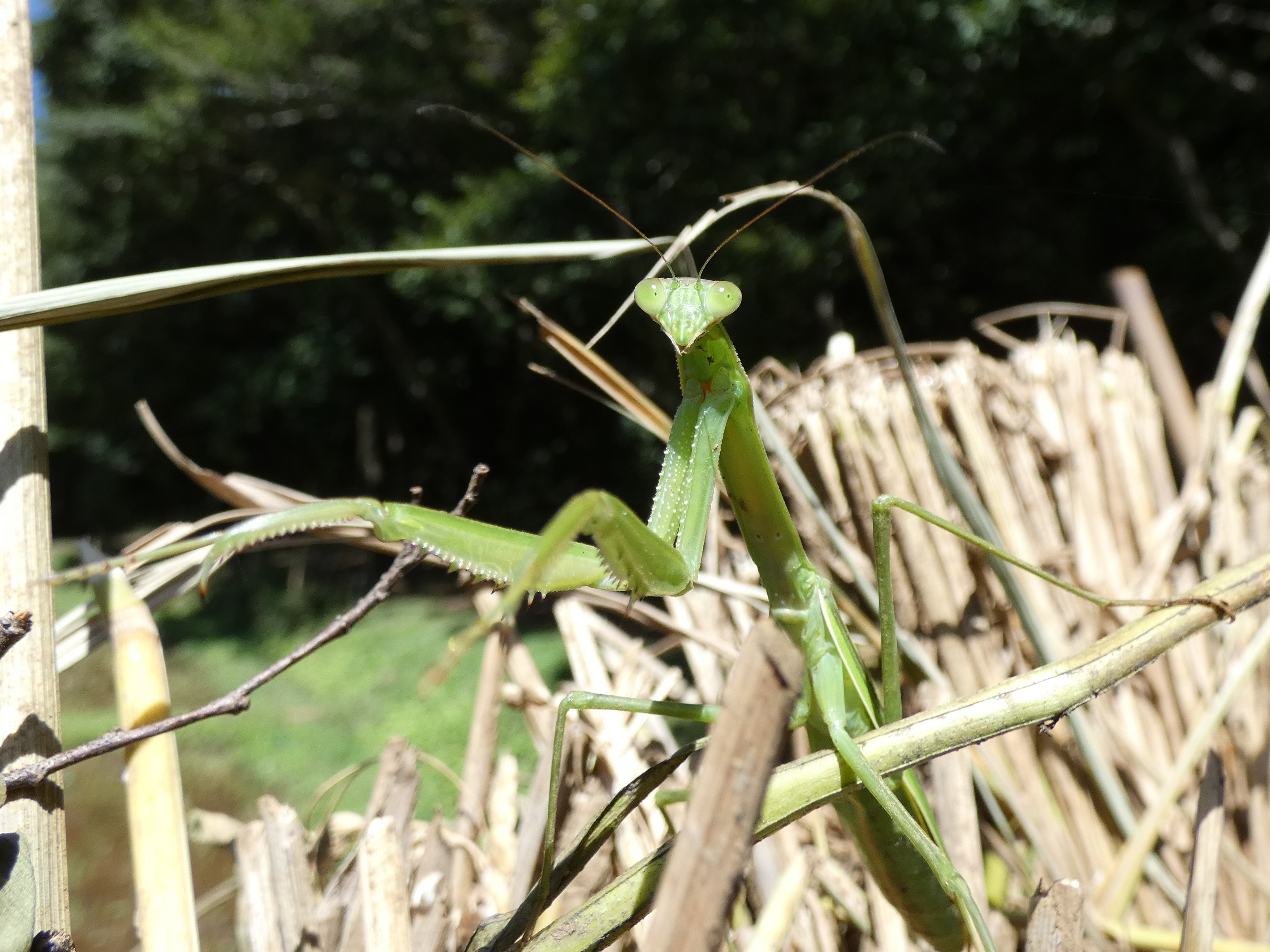photo_2